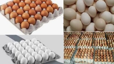 للمستهلكين.. انخفاض جديد في سعر كرتونة البيض البلدي اليوم 30-12-2025