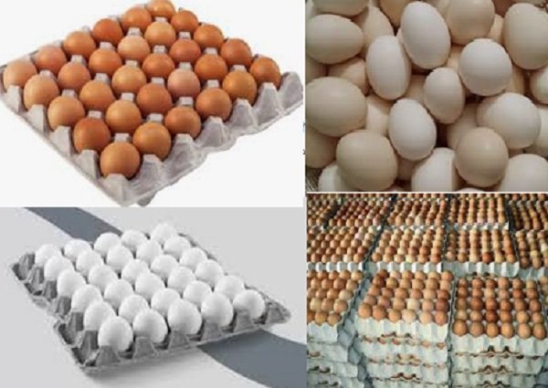 للمستهلكين.. انخفاض جديد في سعر كرتونة البيض البلدي اليوم 30-12-2025