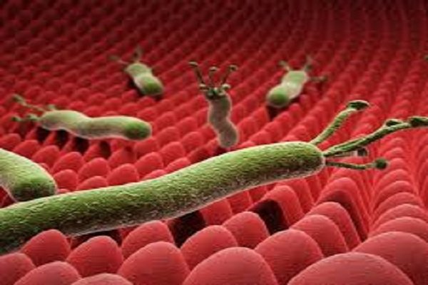 دليلك الشامل عن جرثومة المعدة (هيليكوباكتر): الأعراض، التشخيص، وطرق العلاج