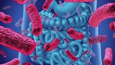 بكتيريا الأمعاء: سلاح جديد ضد السكري