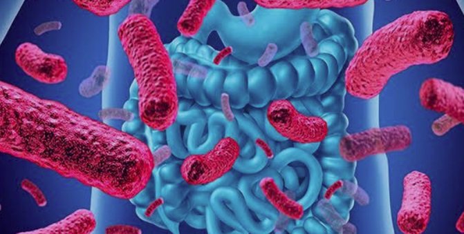 بكتيريا الأمعاء: سلاح جديد ضد السكري بكتيريا الأمعاء: سلاح جديد ضد السكري