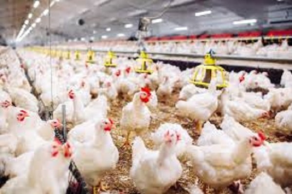 أسعار الدواجن والبيض في مصر اليوم