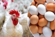 تحديث.. أسعار الدواجن والبيض اليوم الجمعة