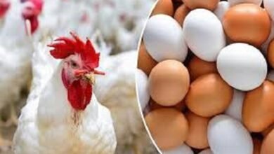 أسعار الدواجن والبيض اليوم الأربعاء