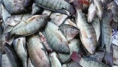 أسعار الأسماك اليوم الخميس 12 فبراير 2026
