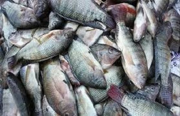 أسعار الأسماك اليوم الخميس 12 فبراير 2026