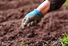 تحديث.. أسعار الأسمدة اليوم الجمعة